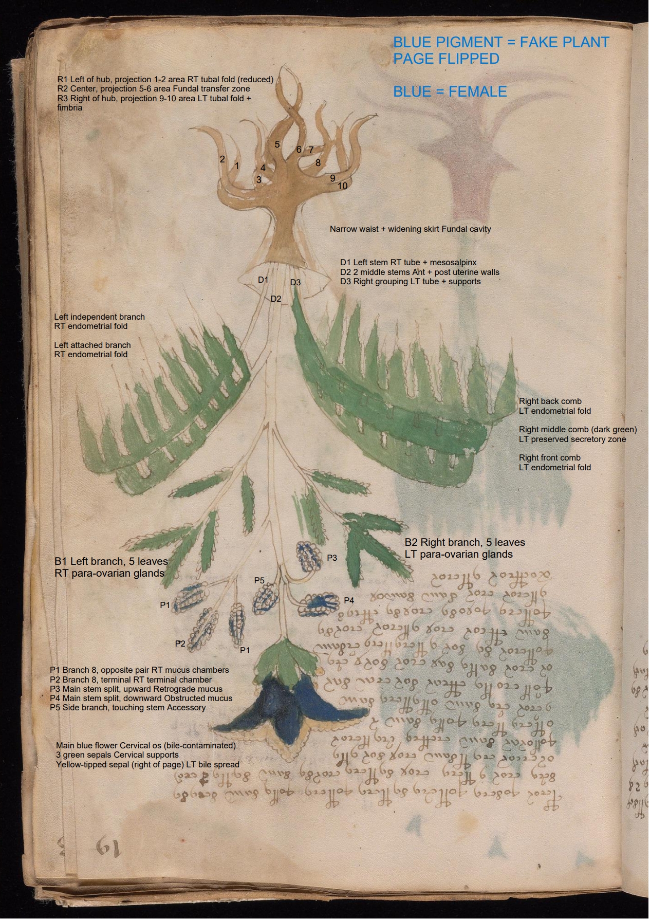 Labelled diagram of Folio 19r